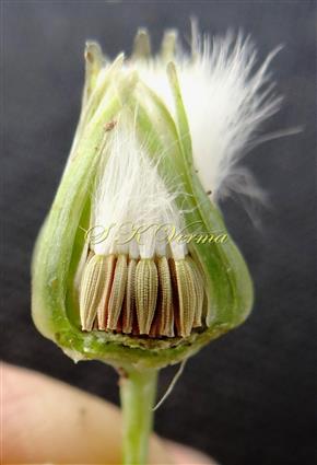  Fruiting head